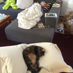 cat-nap-alarm !